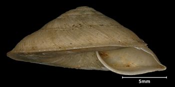 Media type: image;   Malacology 32522 Aspect: apertural